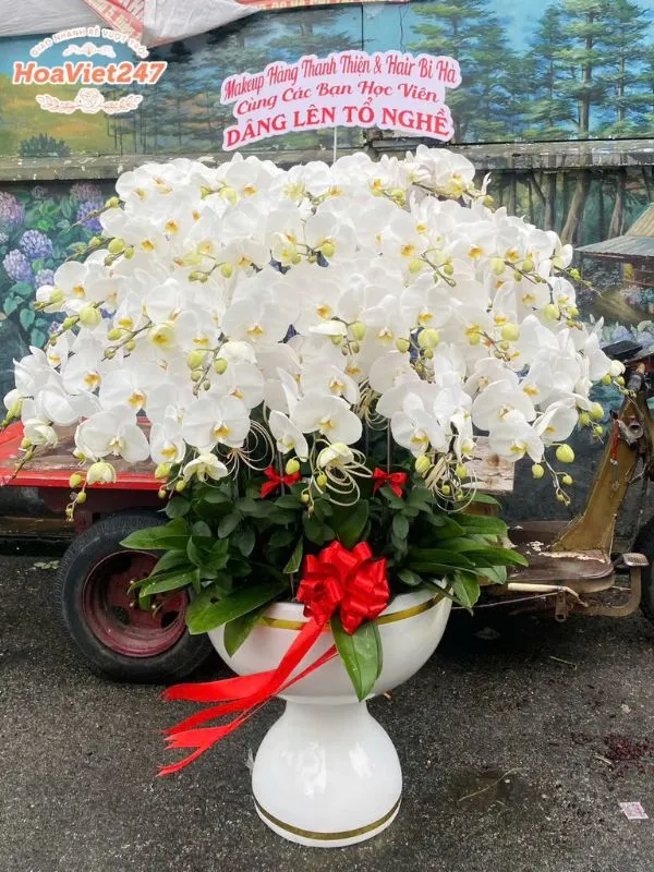chậu lan hồ điệp shop hoa tươi gia lai 