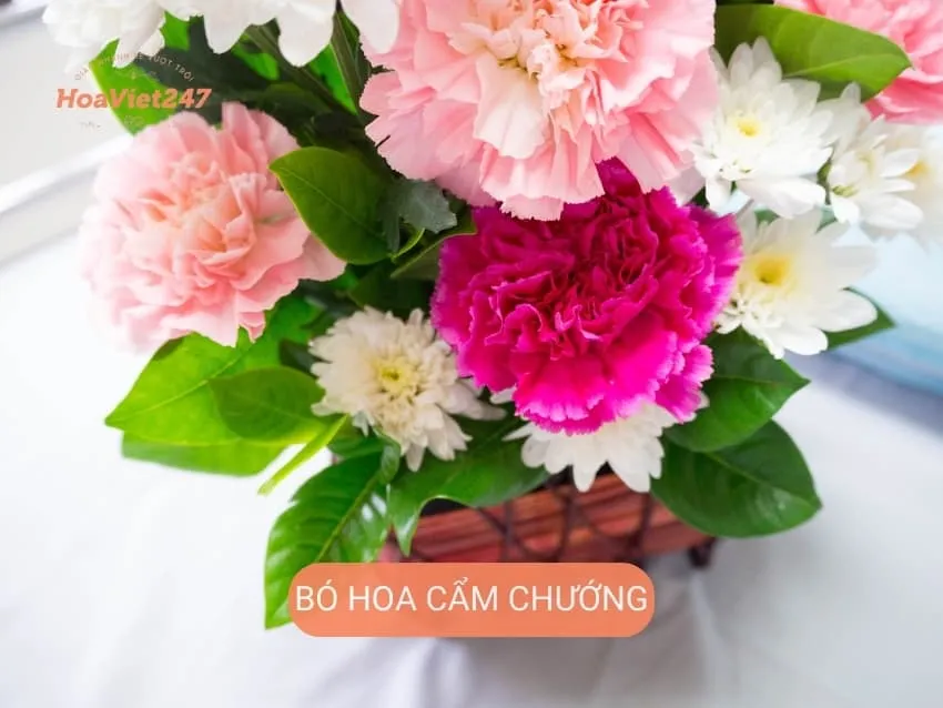 hoa cẩm chướng tại shop quảng trị