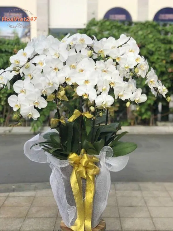 hoa lan khai trương màu trắng