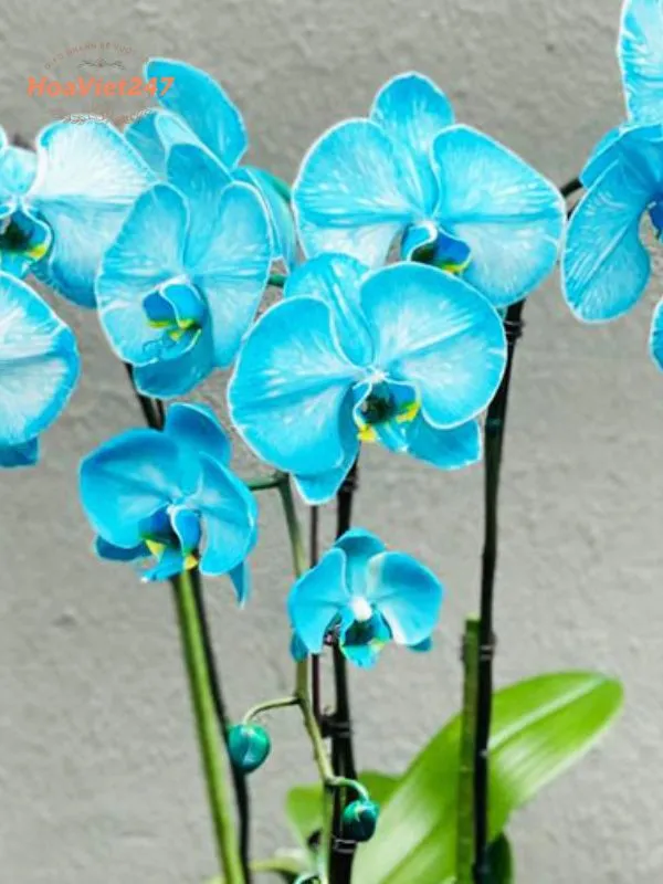 hoa lan hồ điệp màu xanh biếc 