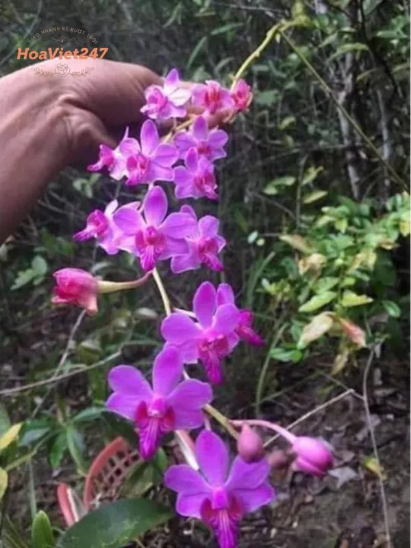 các loại hoa lan hồ điệp rừng màu tím