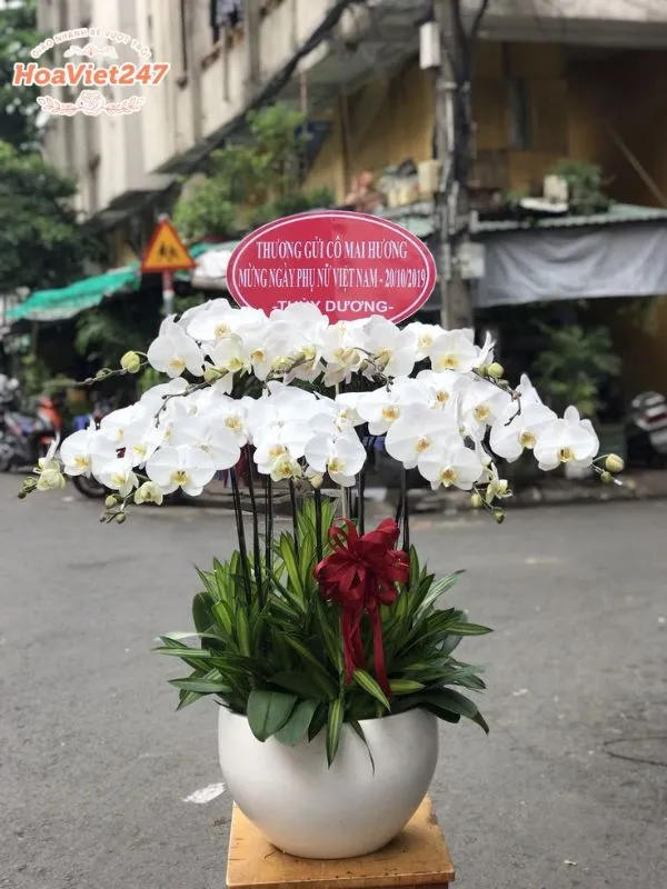 chậu hồ điệp shop hoa hai bà trưng