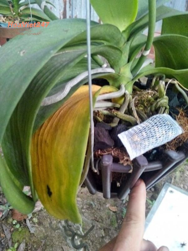 Lan hồ điệp bị cháy nắng do ánh sáng