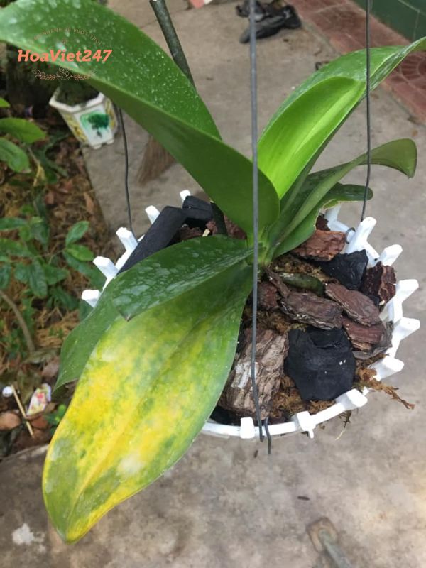 Lan hồ điệp bị cháy nắng