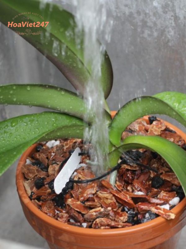 thường xuyên tưới nước cho cây 