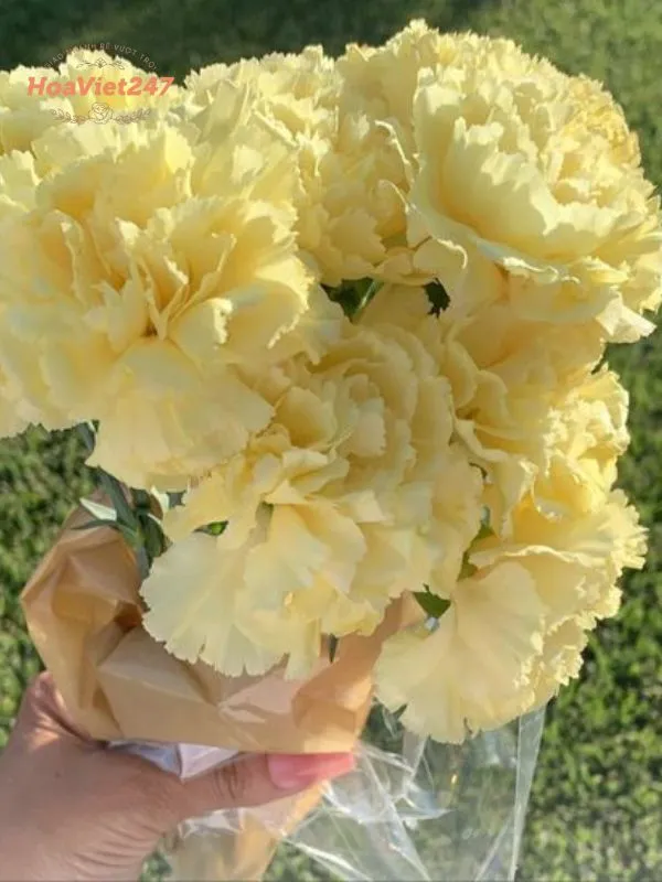hoa cẩm chướng vàng