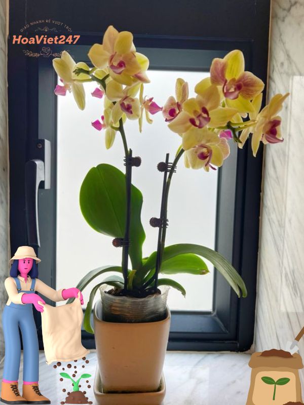lan hồ điệp để trong nhà cần thêm phân bón 