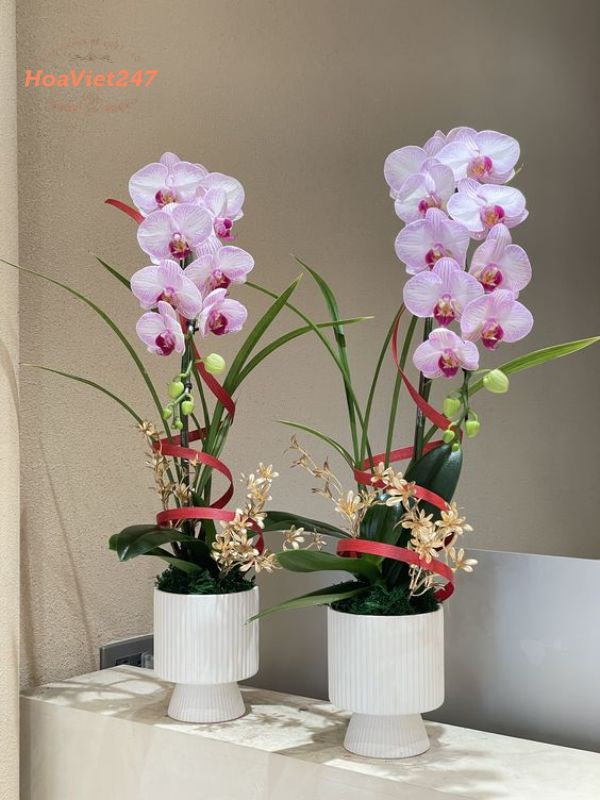Vị trí lan hồ điệp để trong nhà