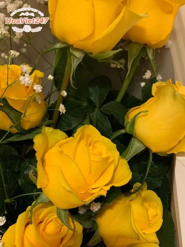 ý nghĩa hoa hồng vàng trong phong thủy