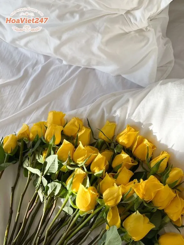 ý nghĩa hoa hồng vàng trong cuộc sống