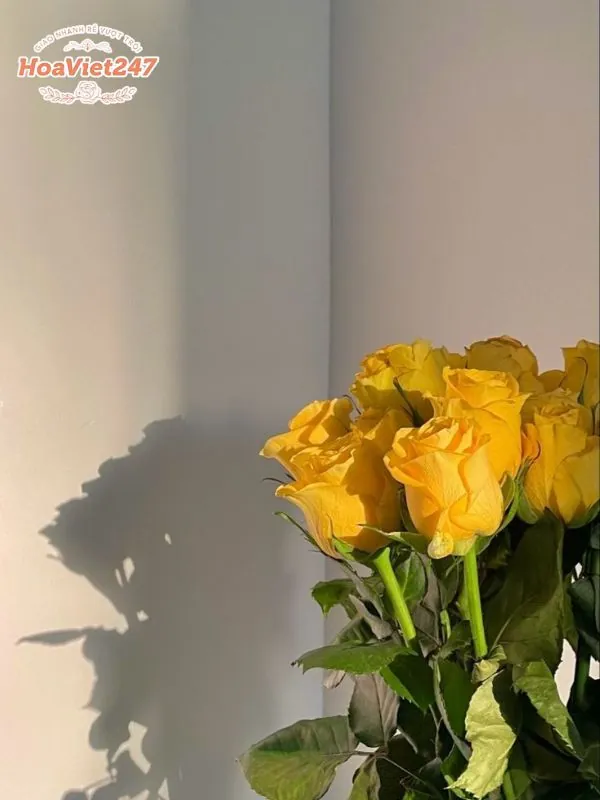 ý nghĩa hoa hồng vàng trong tình yêu