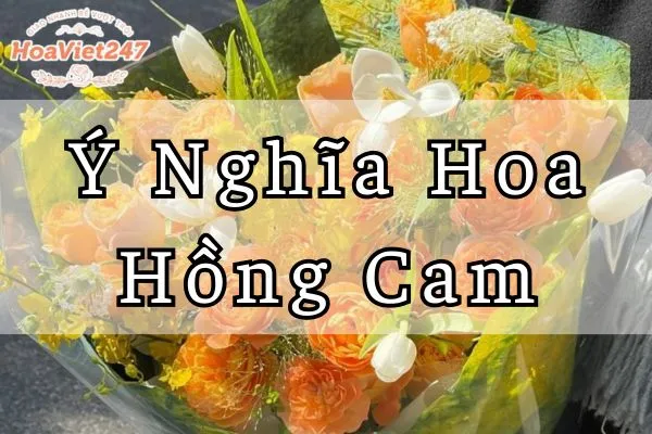 ý nghĩa hoa hồng cam