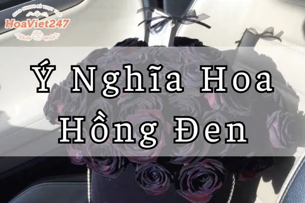 ý nghĩa hoa hồng đen