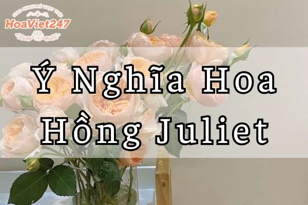 ý nghĩa hoa hồng juliet