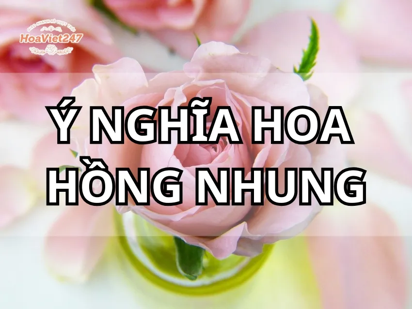 ý nghĩa hoa hồng nhung