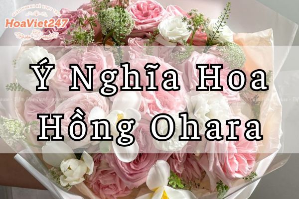 Ý nghĩa hoa hồng Ohara: ý nghĩa, màu sắc, tặng ai, dịp nào