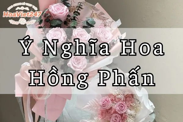 ý nghĩa hoa hồng phấn