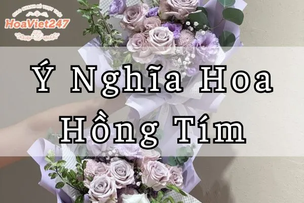 ý nghĩa hoa hồng tím