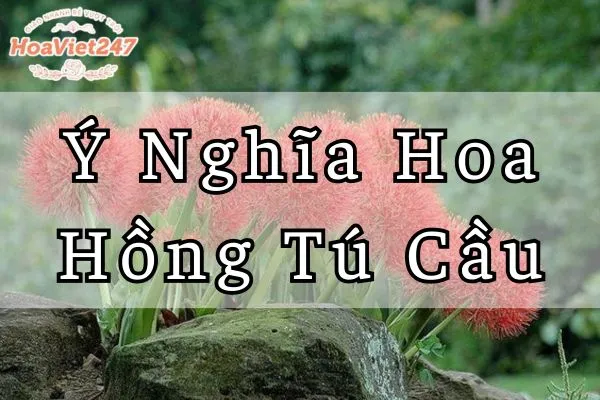 ý nghĩa hoa hồng tú cầu