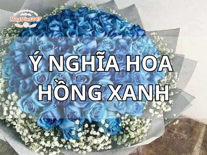 ý nghĩa hoa hồng xanh dương