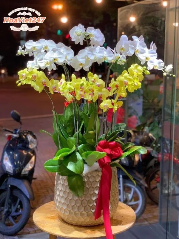 chậu hồ điệp shop hoa hoàng mai
