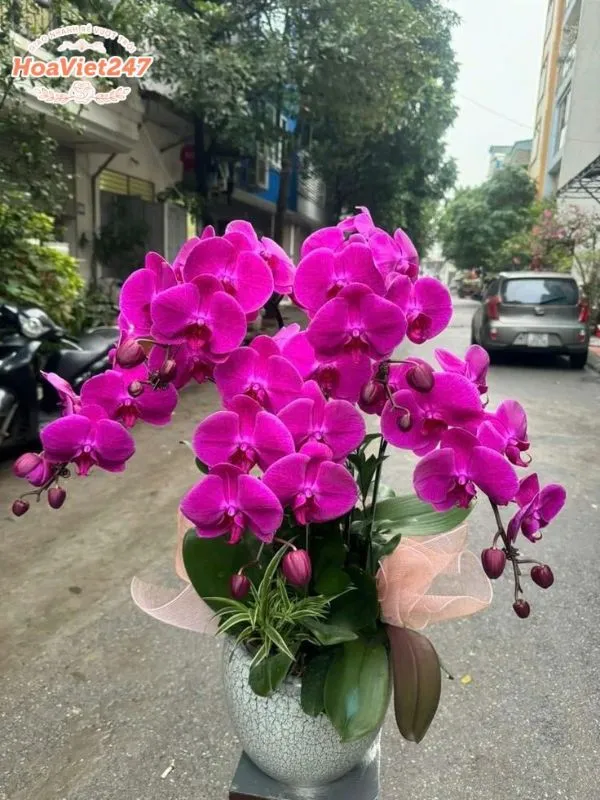 lan hồ điệp tím shop hoa tươi hoàng mai