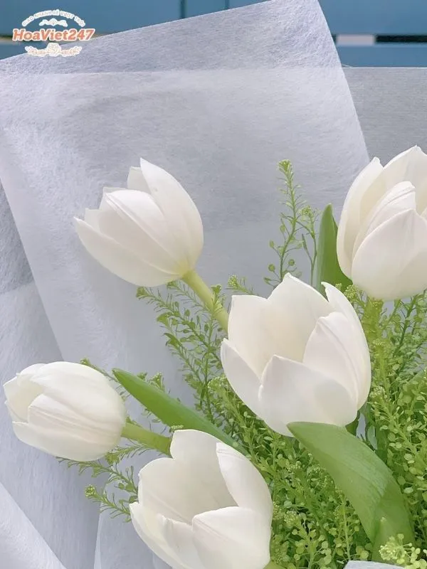 ý nghĩa hoa tulip trắng
