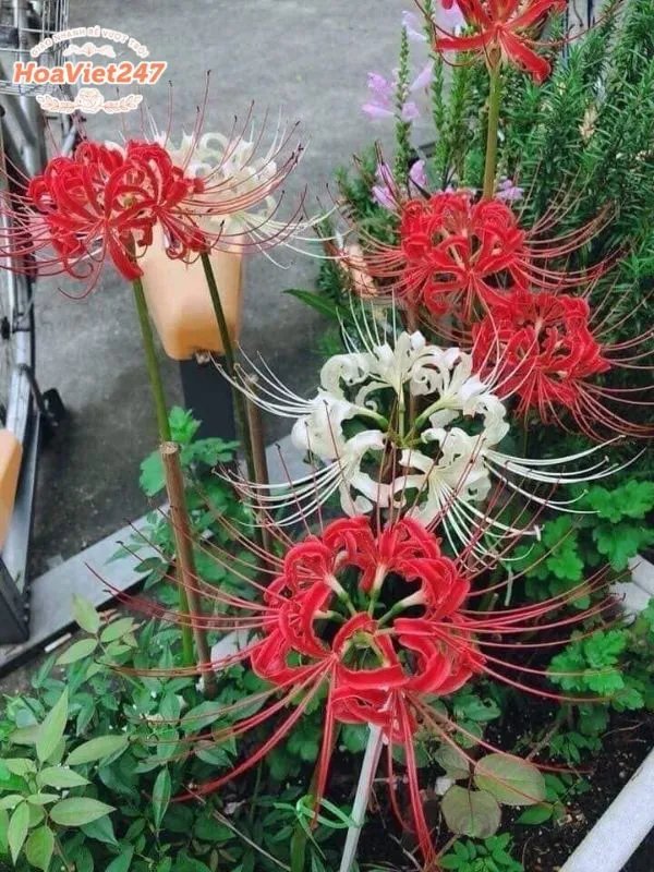 hoa bỉ ngạn là hoa gì?