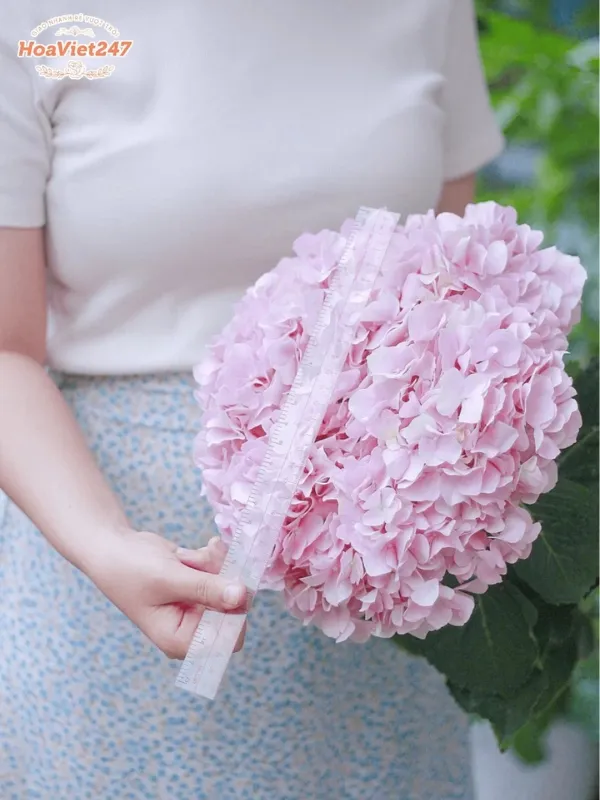 hoa cẩm tú cầu màu hồng 