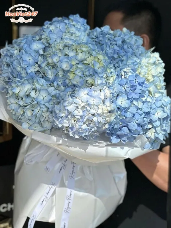 hoa cẩm tú cầu ở châu âu 