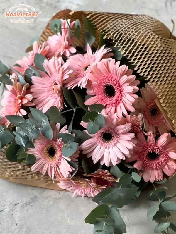 hoa cúc đồng tiền trong tình yêu