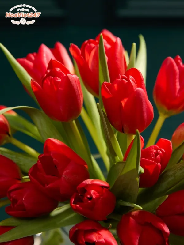 hoa cưới tulip màu đỏ