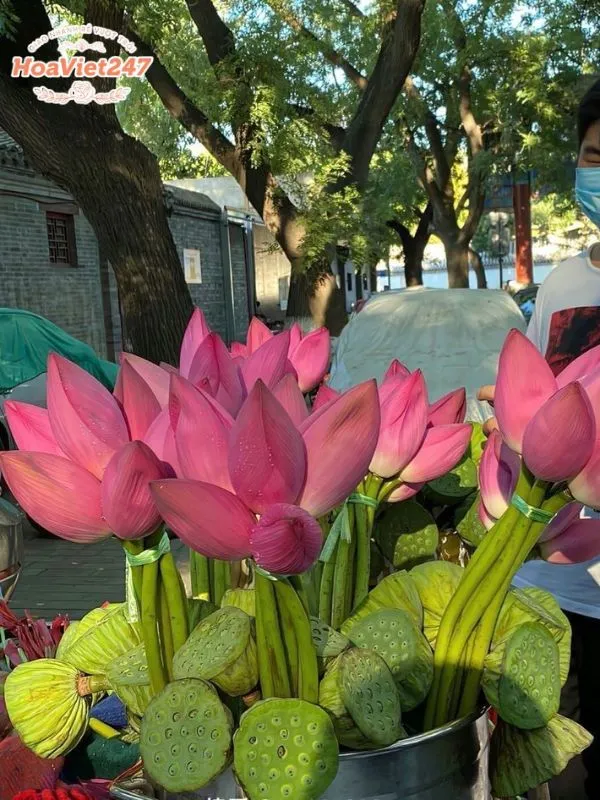 hoa sen có công dụng gì