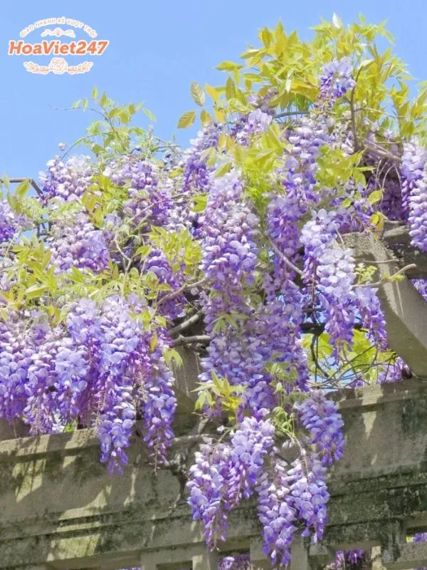 hoa tử đằng là hoa gì 
