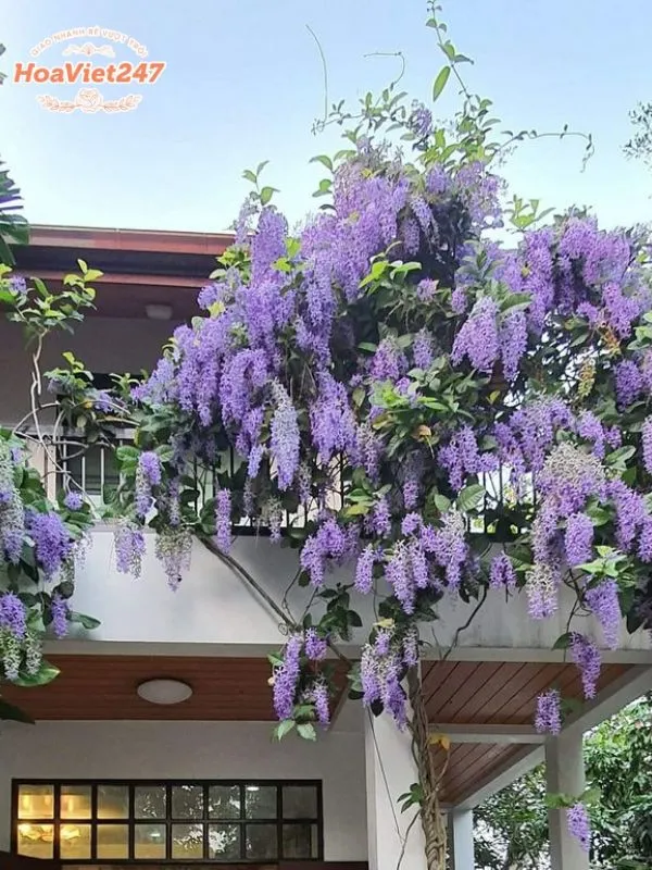hoa tử đằng trang trí không gian sống