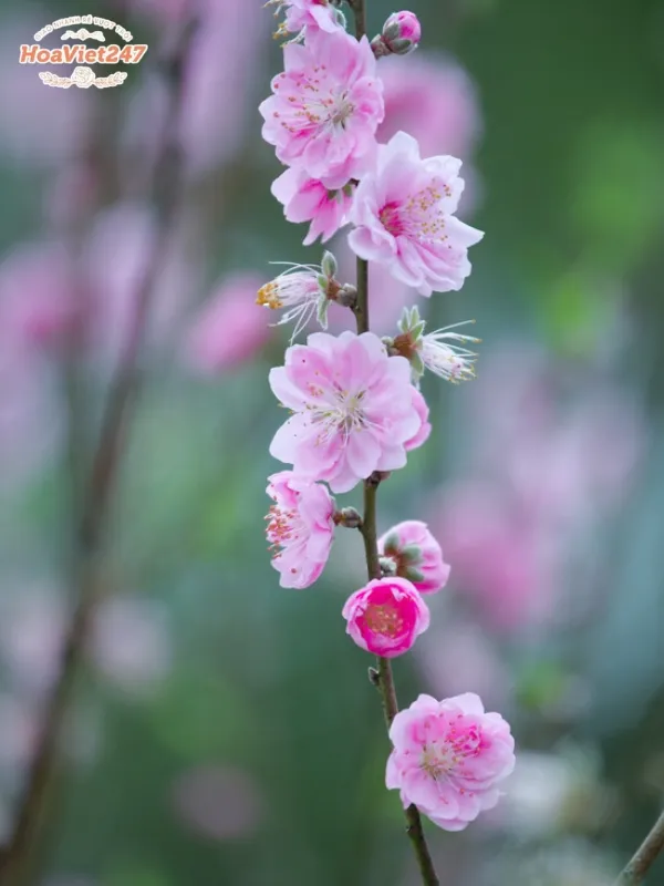 tìm hiểu ý nghĩa hoa đào