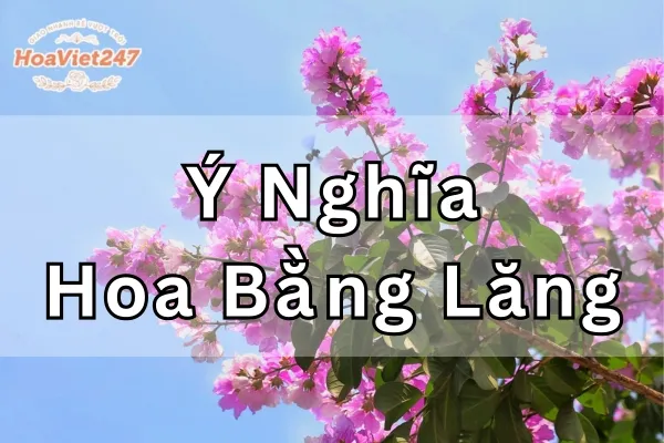 ý nghĩa hoa bằng lăng