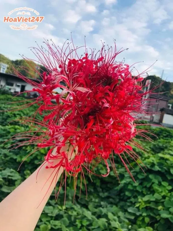 ý nghĩa hoa bỉ ngạn đỏ