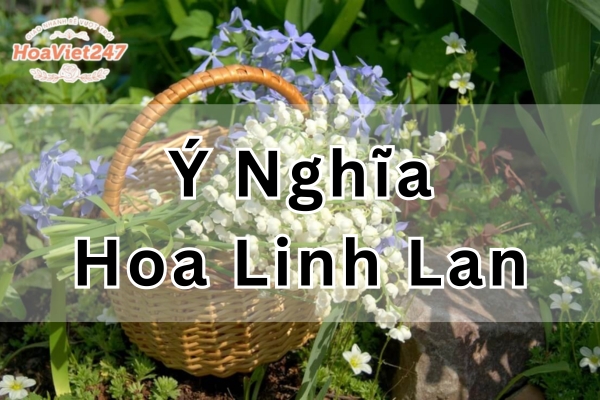 Ý nghĩa hoa linh lan: Biểu tượng của sự quý hiếm và tình yêu
