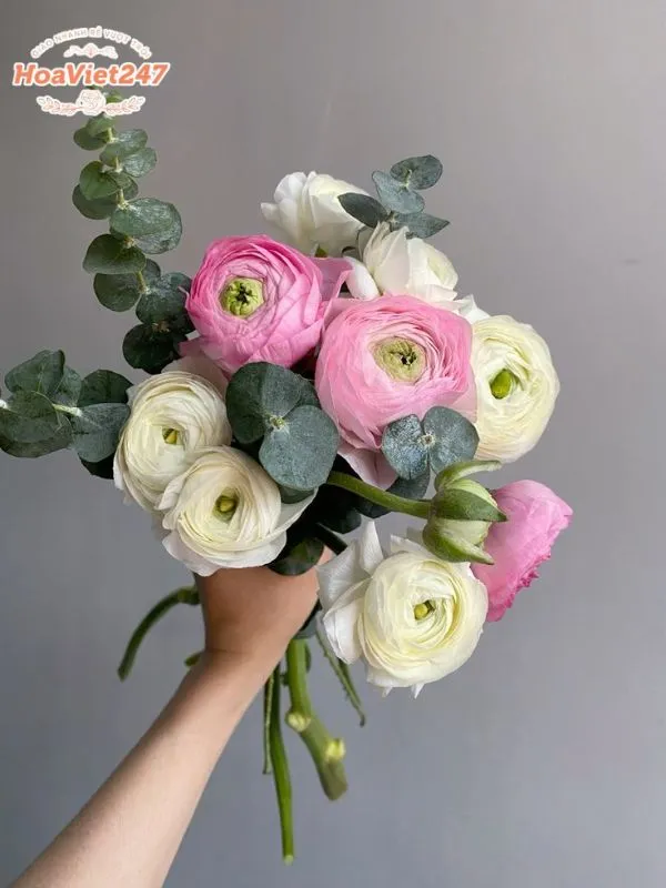 ý nghĩa hoa mao lương hồng