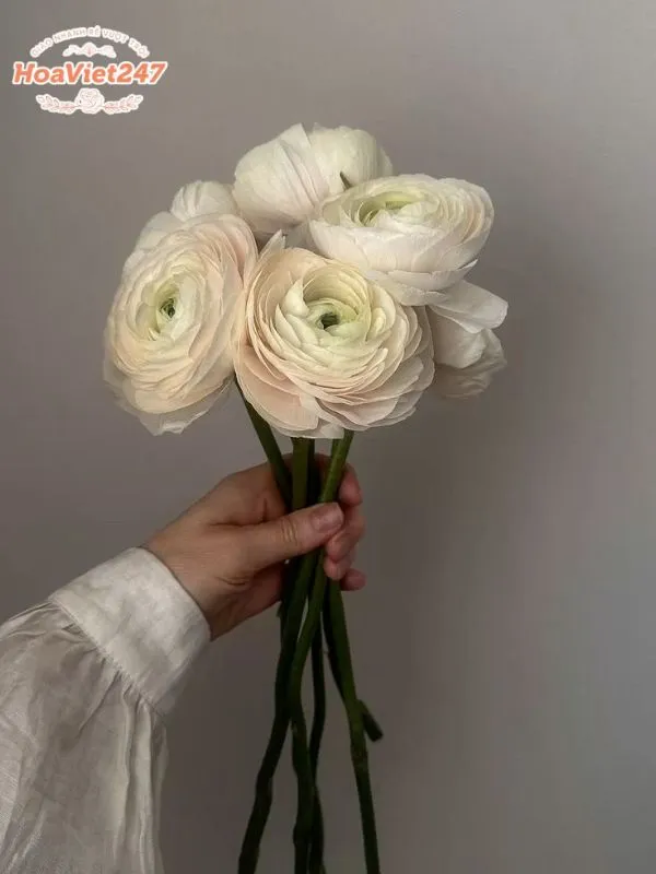 ý nghĩa hoa mao lương trắng