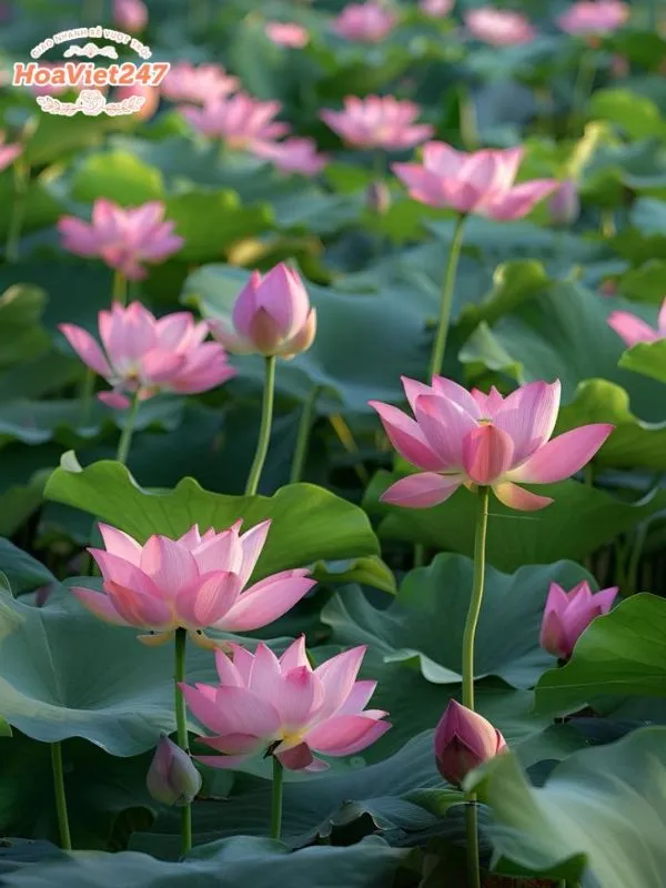 ý nghĩa hoa sen đối với người việt nam