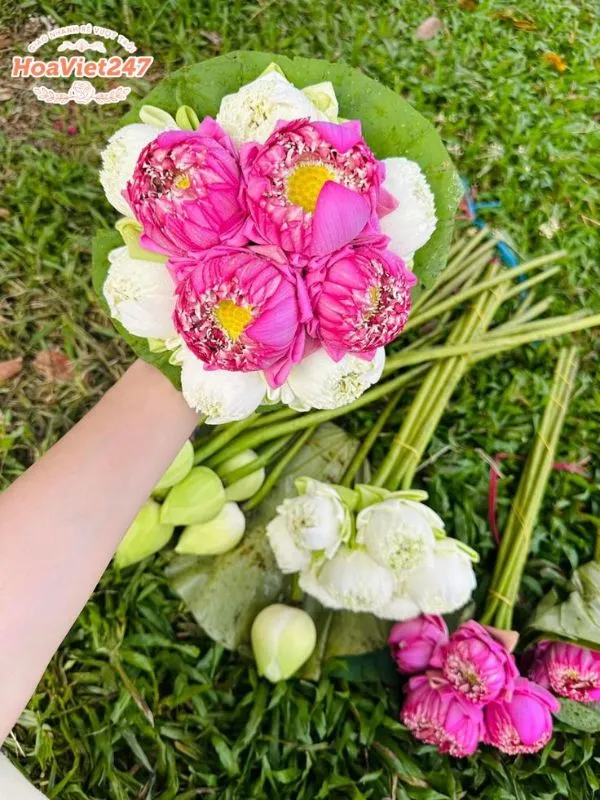 ý nghĩa hoa sen đối với quốc gia 