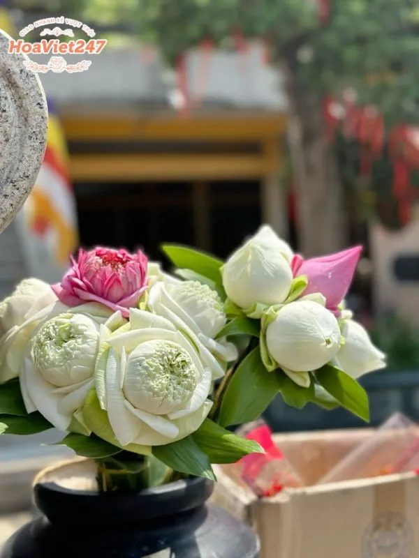 ý nghĩa hoa sen trắng