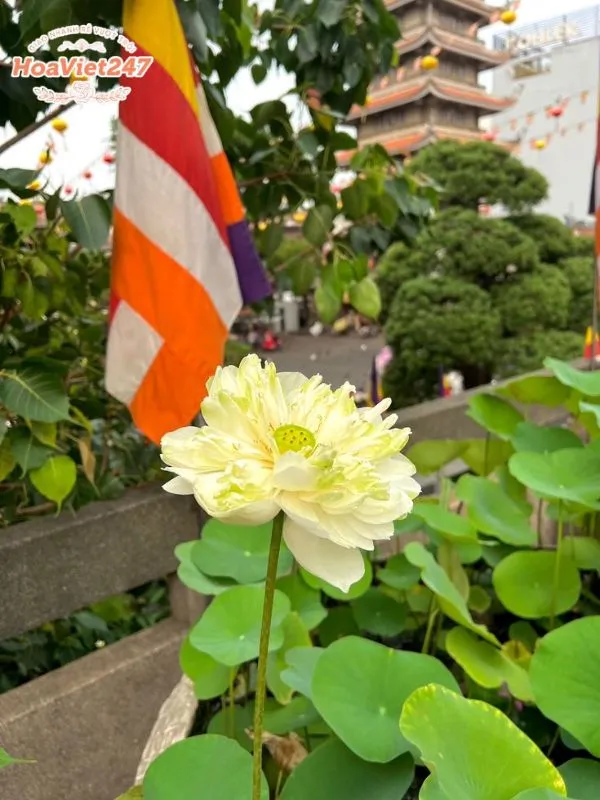 ý nghĩa hoa sen trong phật giáo
