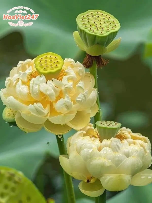 ý nghĩa hoa sen vàng