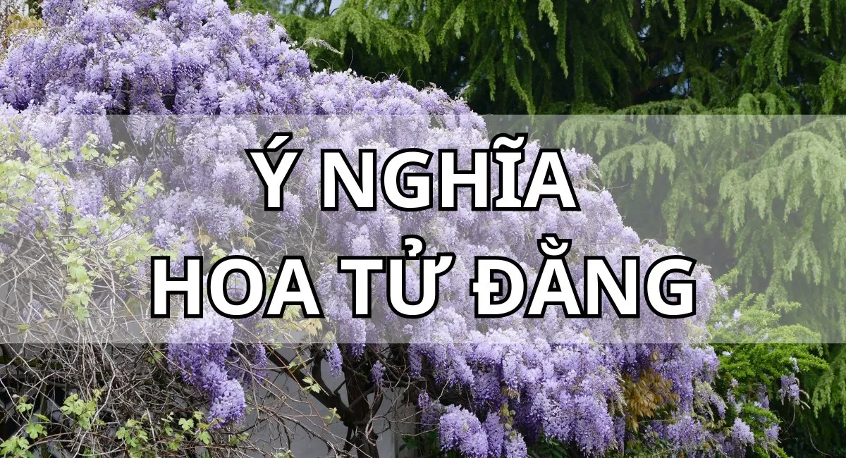 ý nghĩa hoa tử đằng