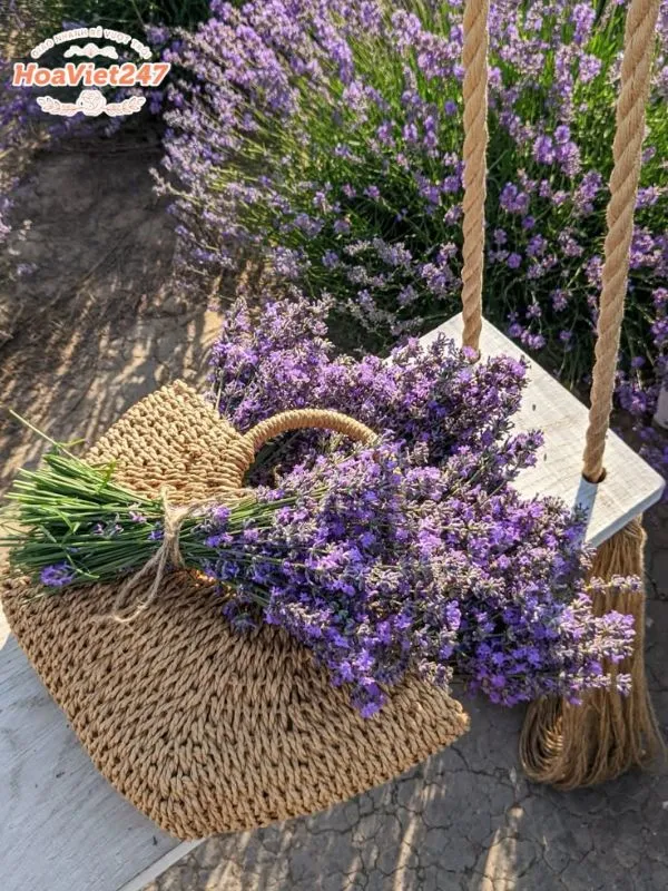 hoa lavender thích hợp tặng ở những dịp nào