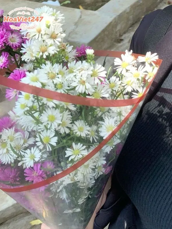 ý nghĩa hoa cúc họa mi tình bạn