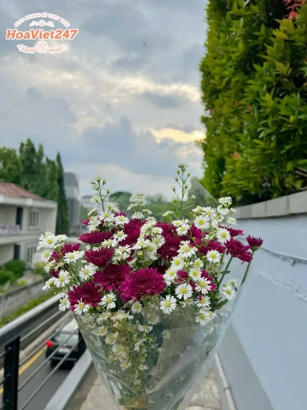 ý nghĩa hoa cúc họa mi trong tình yêu thầm lặng